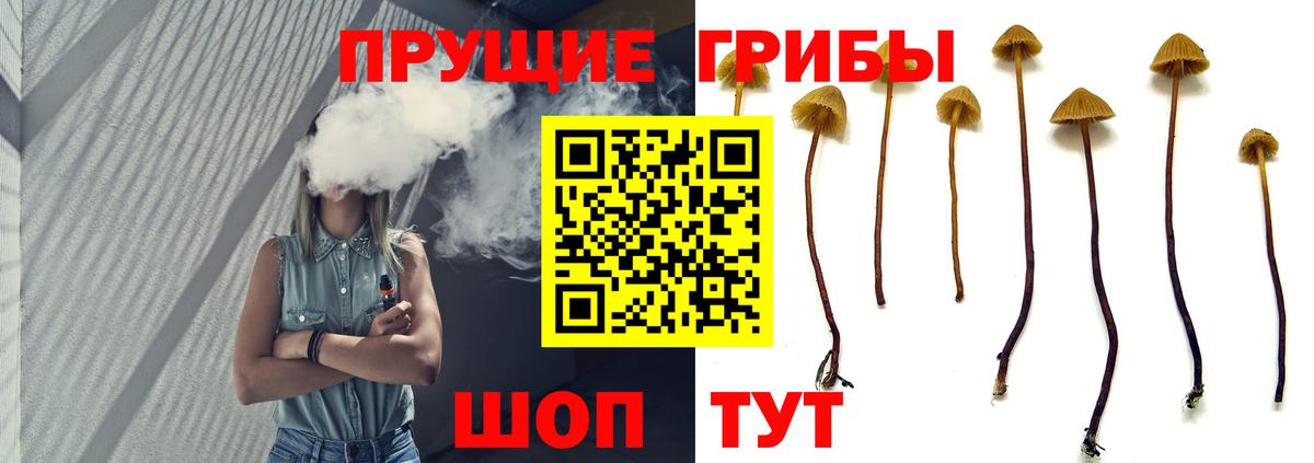 Псилоцибиновые грибы прущие грибы  Галлюциногенные грибы Psilocybe  Карабулак  Вход с VPN 